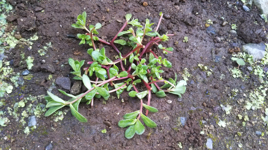 �|�[�`�����J���֐Ԃ̕c