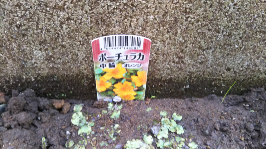 �|�[�`�����J���փI�����W�̎D