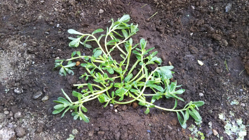 �|�[�`�����J���փs���N�̕c