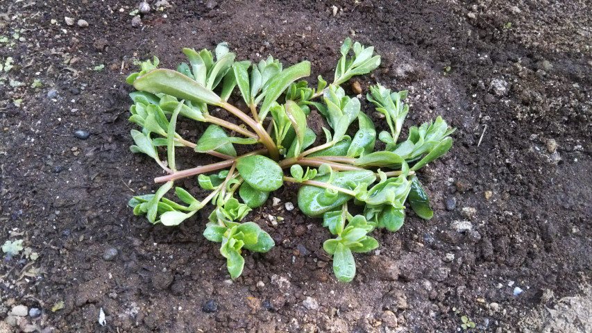 �|�[�`�����J���։��̕c