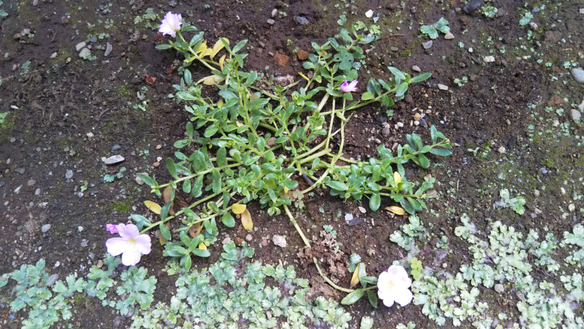 5��27���̃|�[�`�����J3