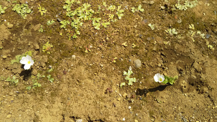 6��4���̃|�[�`�����J3