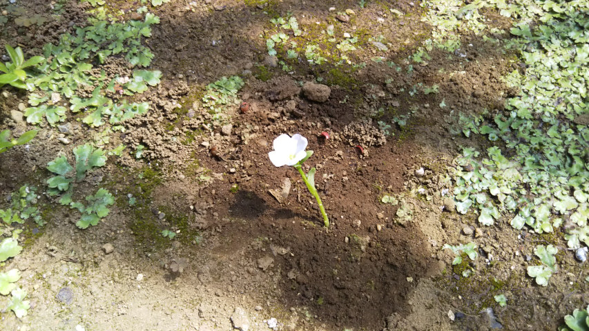 6��4���̃|�[�`�����J4