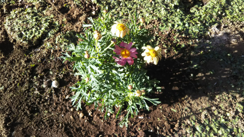 3��11���̓����̃}�[�K���b�g1