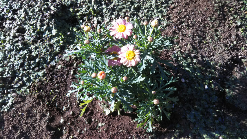 3��11���̓����̃}�[�K���b�g3