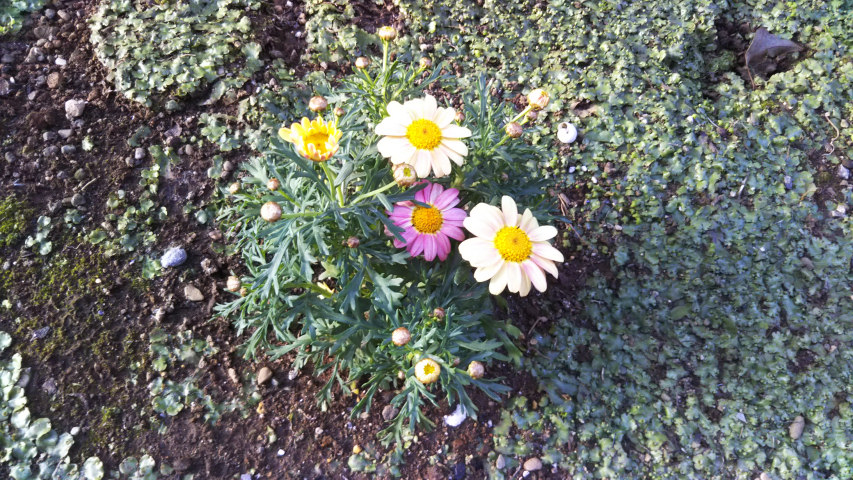 3��17���̃}�[�K���b�g1