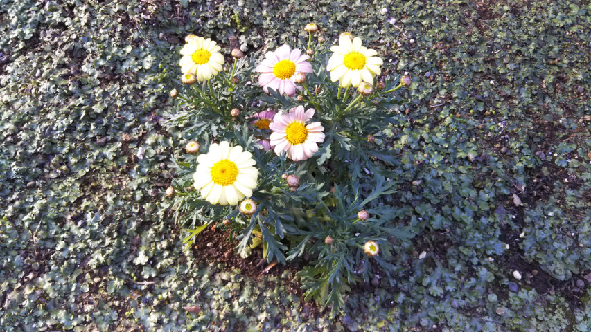 3��17���̃}�[�K���b�g3