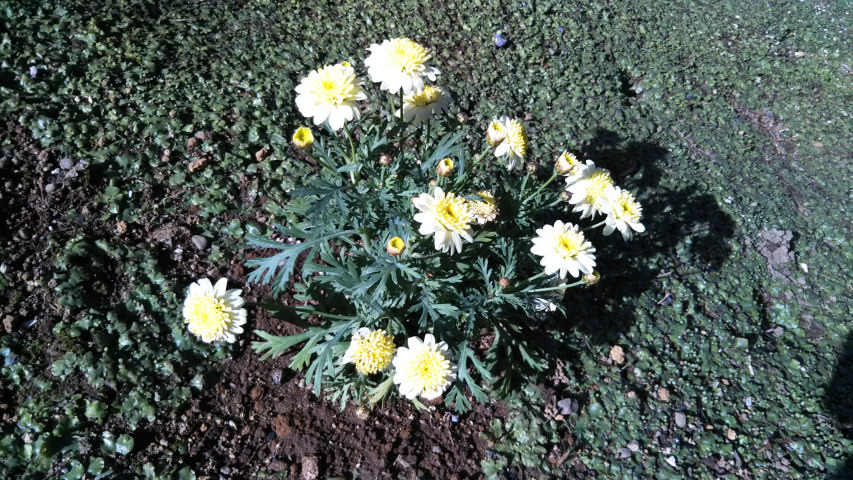 3��18���̃}�[�K���b�g2