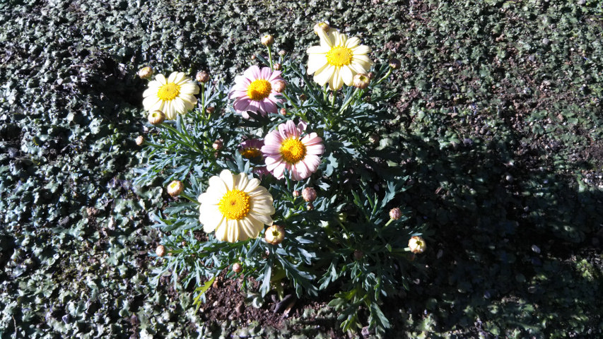 3��18���̃}�[�K���b�g3