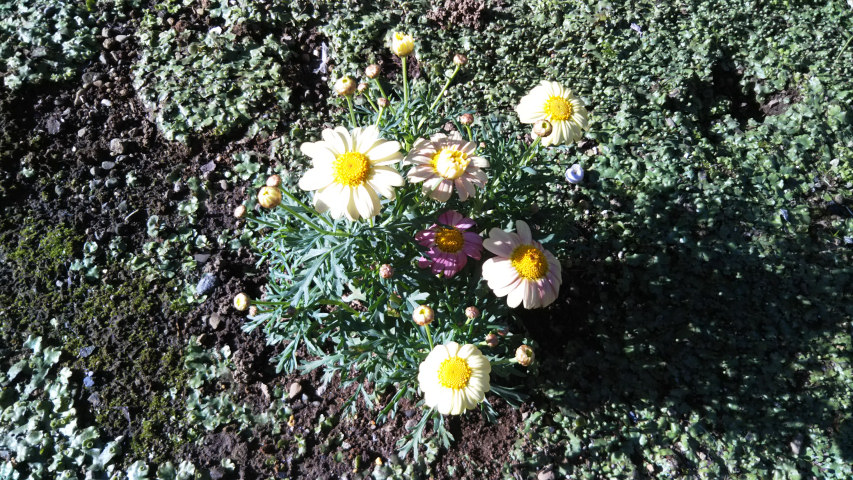 3��24���̃}�[�K���b�g1�i�����j