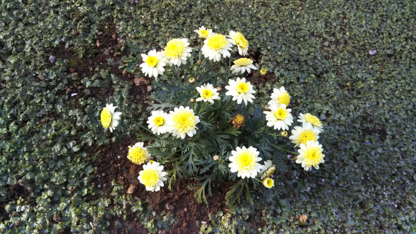 3��24���̃}�[�K���b�g2�i���A�j