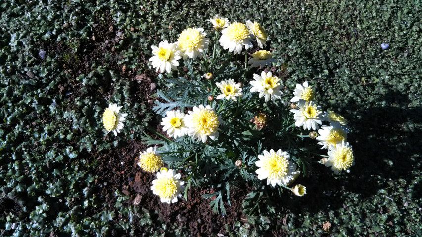 3��24���̃}�[�K���b�g2�i�����j