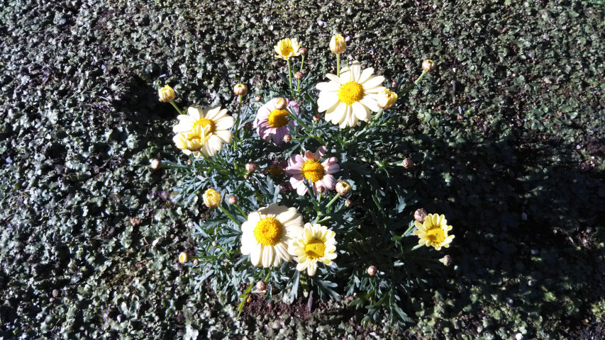 3��24���̃}�[�K���b�g3�i�����j