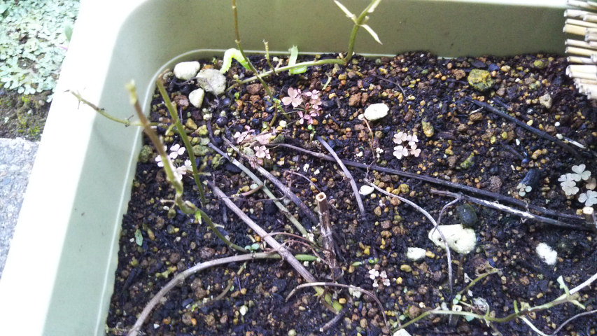 9��17���̃y�p�[�~���g1