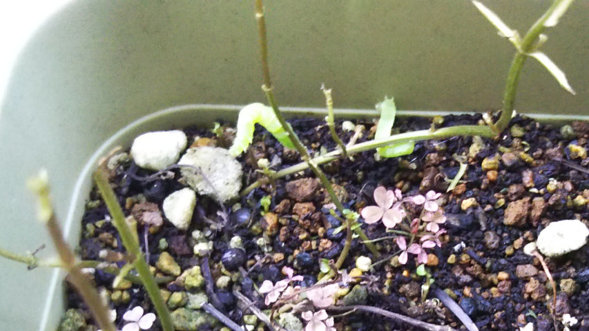 9��17���̃y�p�[�~���g2