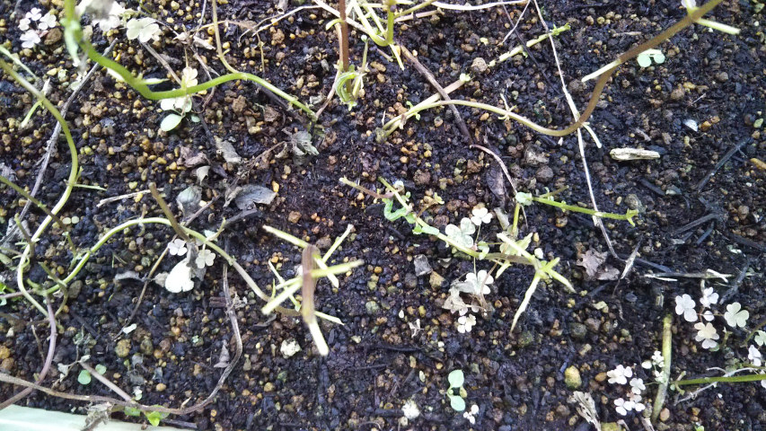 9��17���̃y�p�[�~���g3