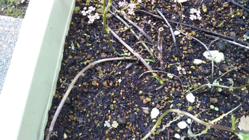 9��17���̃y�p�[�~���g5