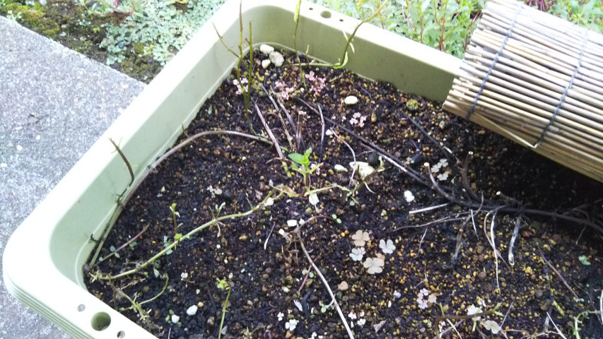 9��17���̃y�p�[�~���g7