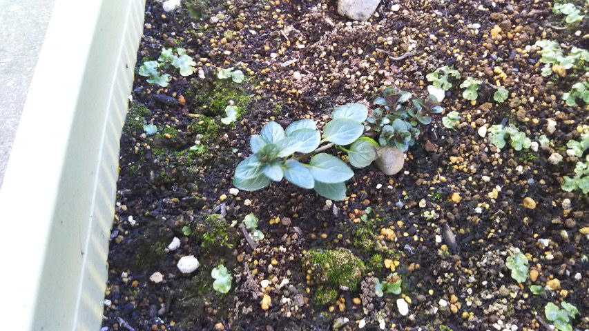 �y�p�[�~���g�̉�1