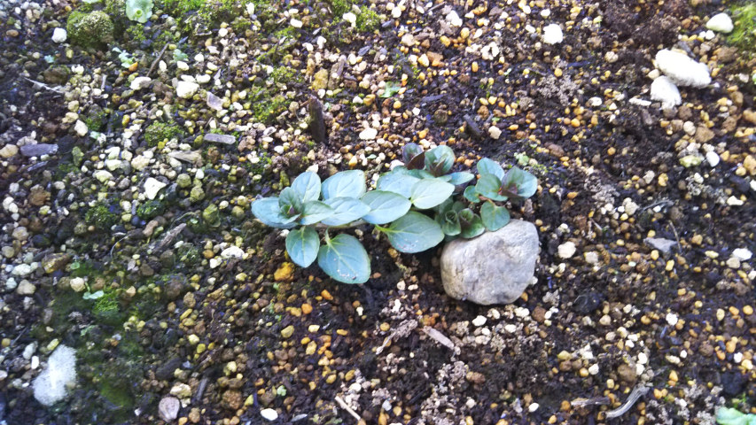 �y�p�[�~���g�̉�2