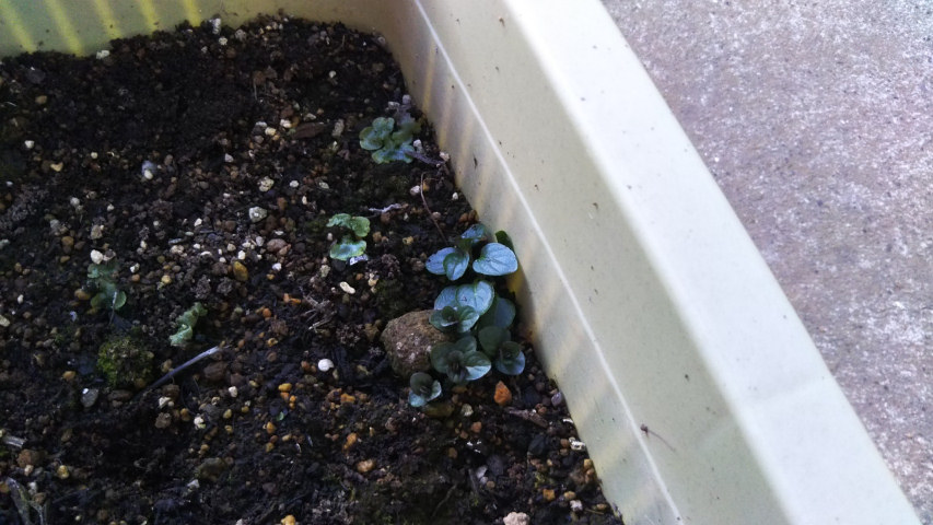 �y�p�[�~���g�̉�4