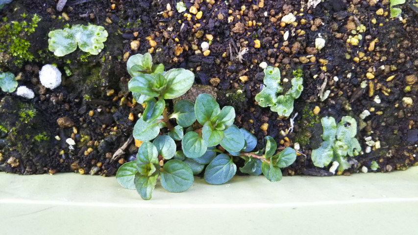 3��24���̃y�p�[�~���g2