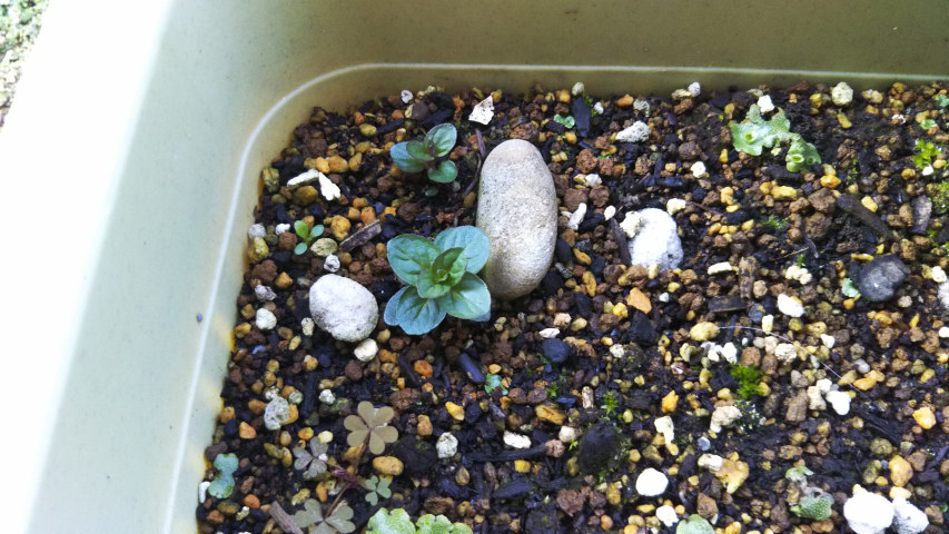 3��24���̃y�p�[�~���g3