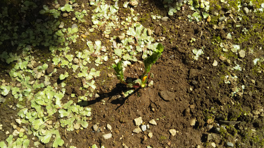 7��2���̉��F�̃|�[�`�����J�̐V�����}����1