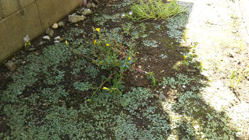 7��2���̉��F�̃|�[�`�����J��6�̊��i�}����j