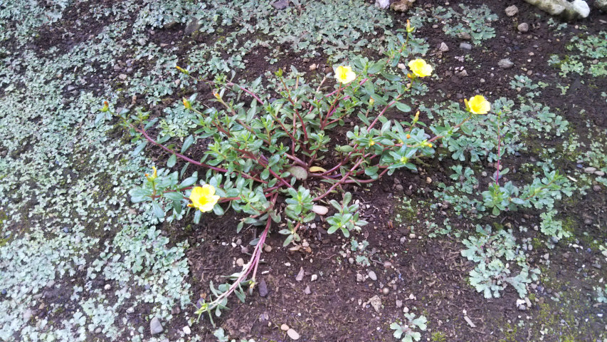 7��3���̃|�[�`�����J1