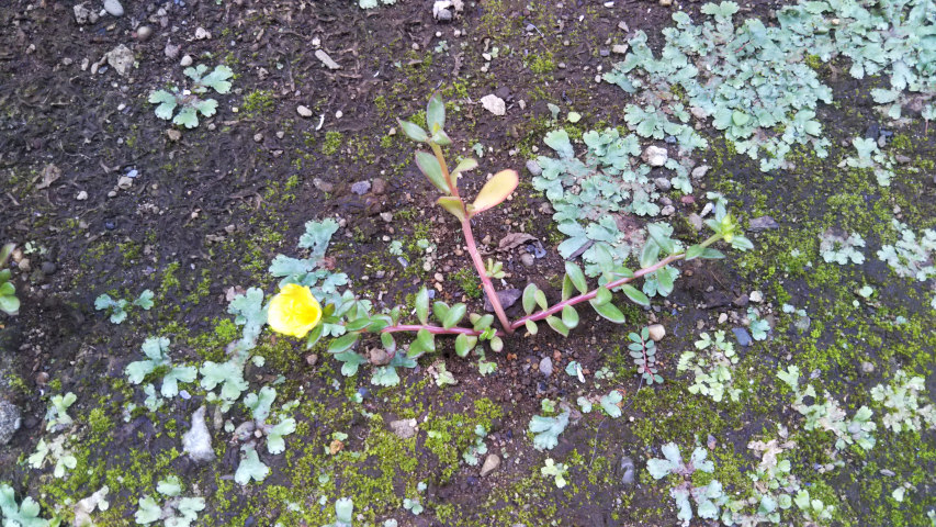 7��3���̃|�[�`�����J2