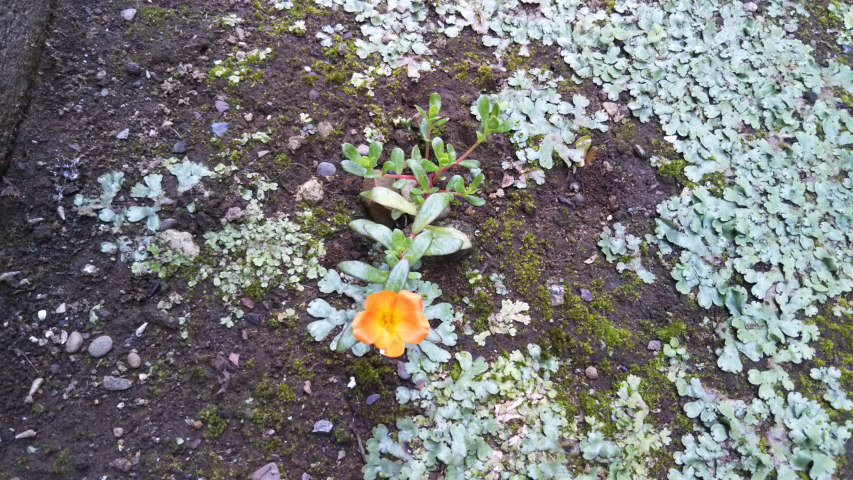 7��3���̃|�[�`�����J5