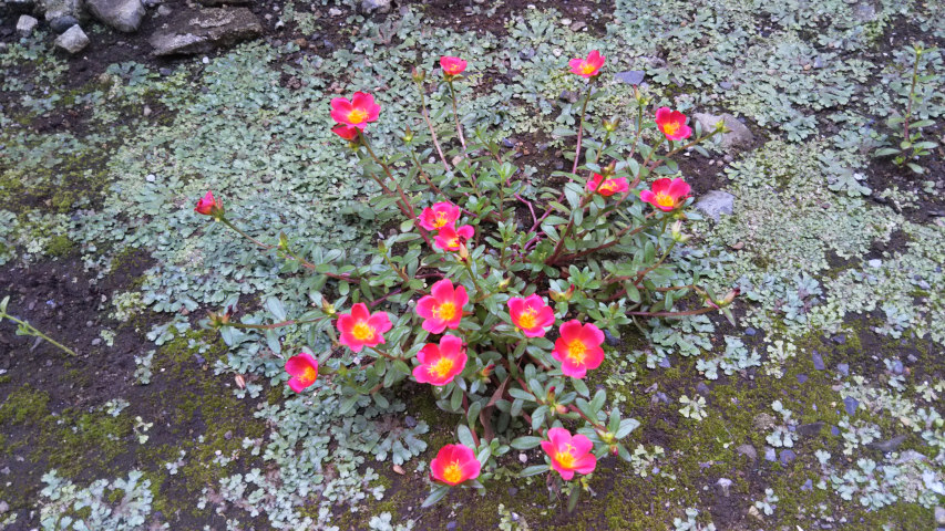 7��3���̃|�[�`�����J7