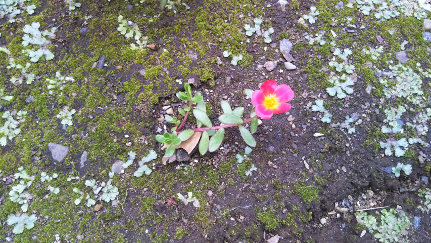 7��3���̃|�[�`�����J8