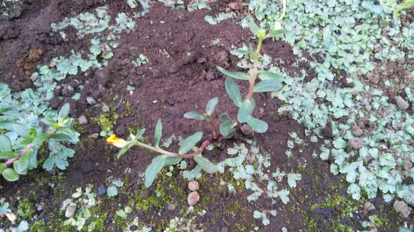 7��11���̉��F�̑}����3��1