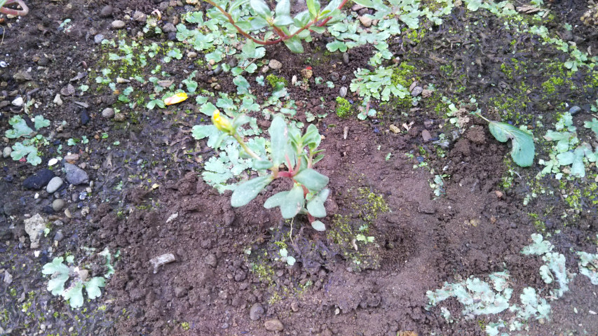 7��11���̉��F�̑}����3��2