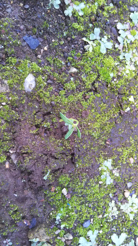 7��11���̃s���N�̑}����3��1