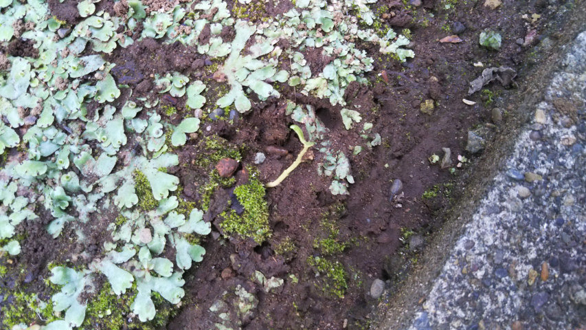 7��11���̃s���N�̑}����3��2