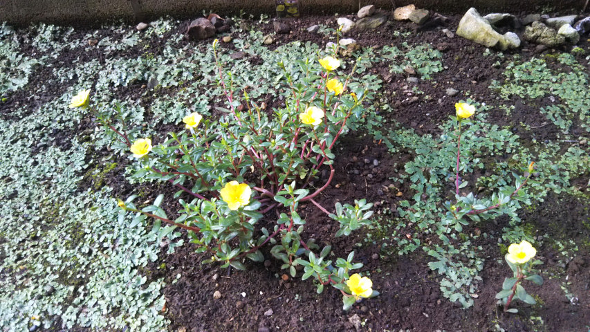 7��12���̃|�[�`�����J1