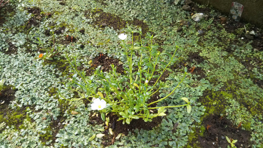 7��12���̃|�[�`�����J5