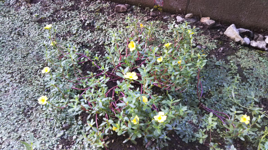 8��28���̃|�[�`�����J1