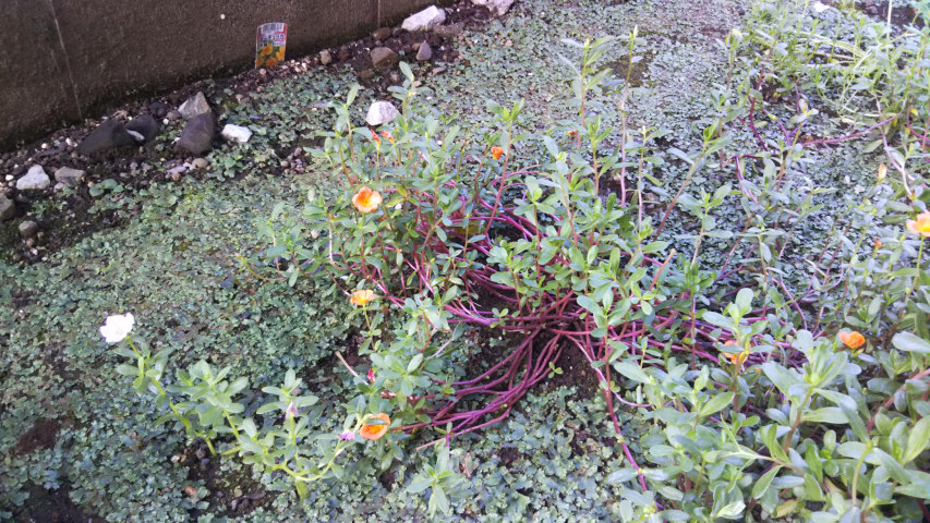 8��28���̃|�[�`�����J5