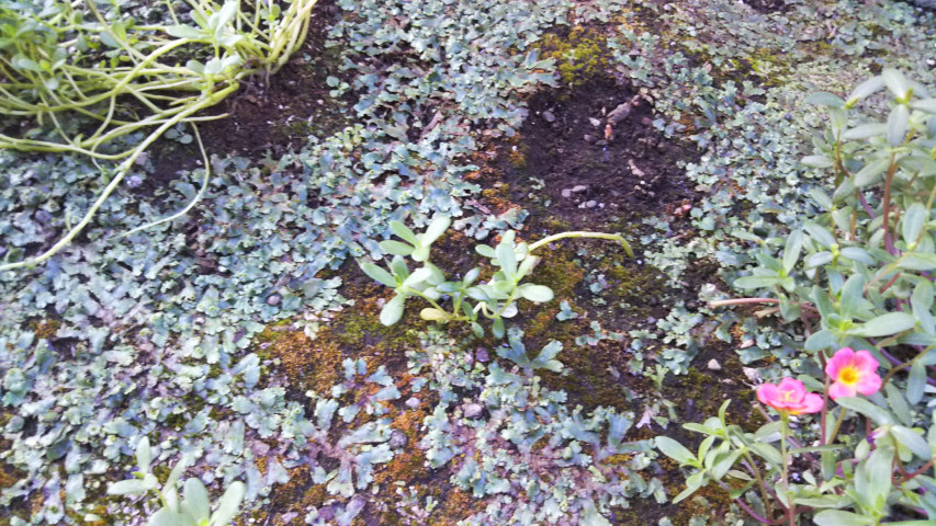 8��28���̃|�[�`�����J8