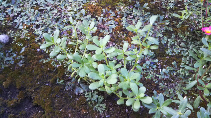 8��28���̃|�[�`�����J9