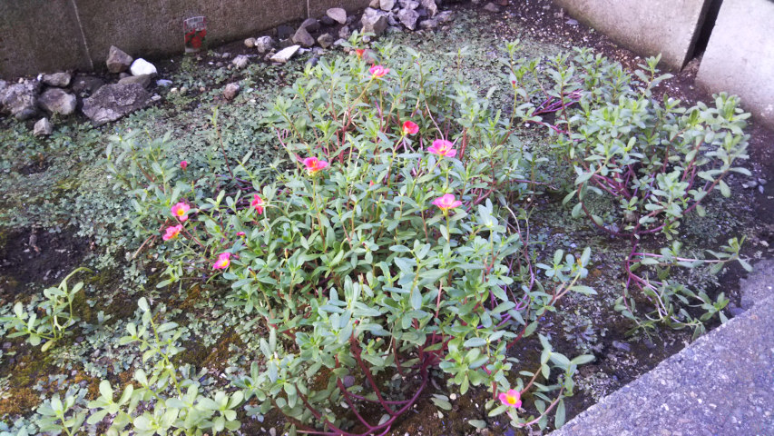 8��28���̃|�[�`�����J10