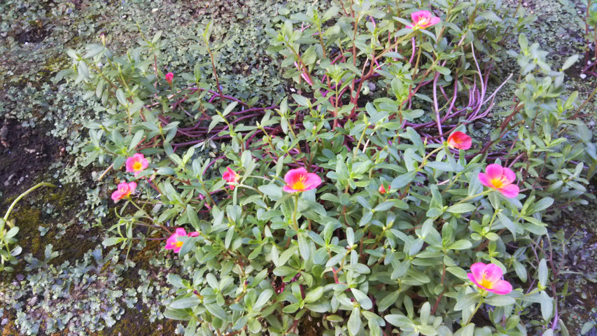 8��28���̃|�[�`�����J11