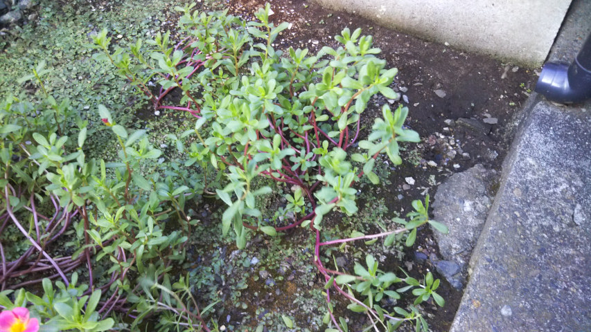 8��28���̃|�[�`�����J12