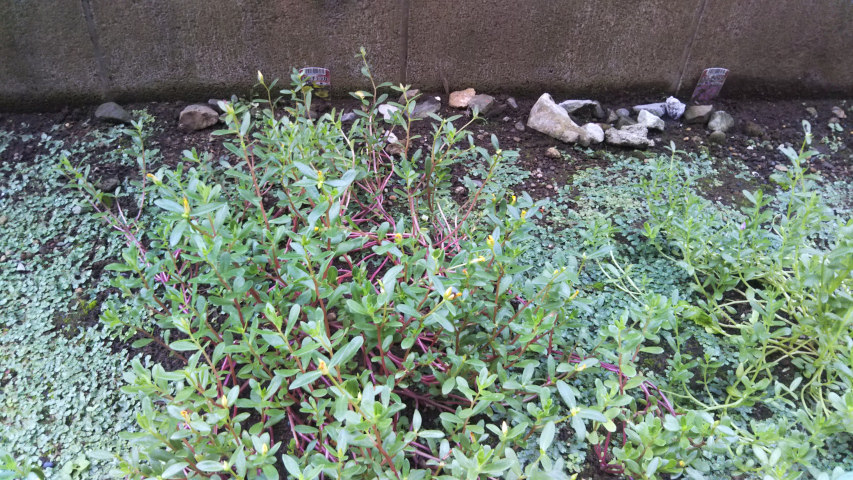 9��17���̃|�[�`�����J1