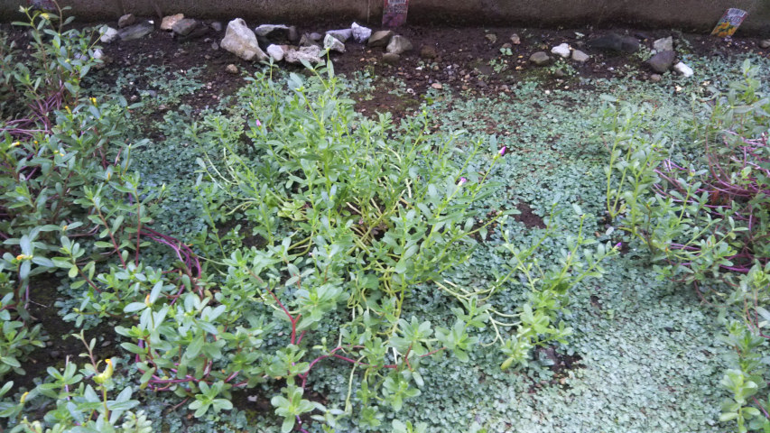 9��17���̃|�[�`�����J3