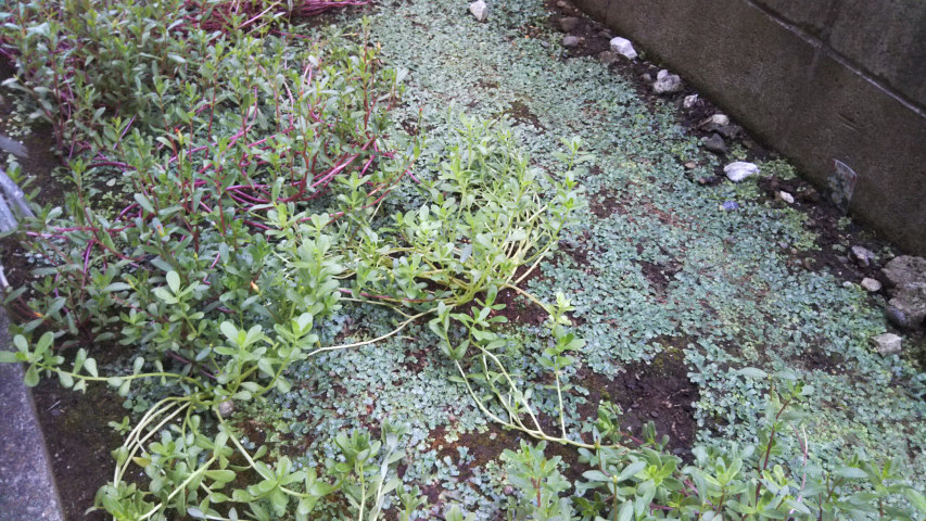 9��17���̃|�[�`�����J6